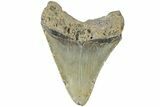 Fossil Megalodon Tooth - North Carolina #225800-1